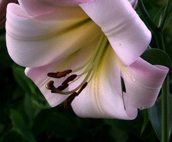 Lilie (Lilium 'Eastern Moon')