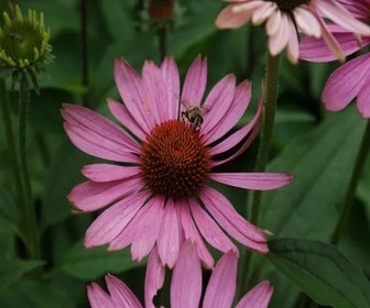 Sonnenhut (Echinacea purpurea 'Magnus') BIO