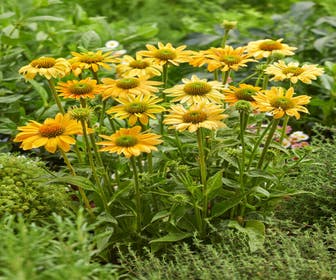 Sonnenhut (Echinacea 'Mellow Yellow')