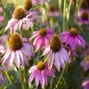 Sonnenhut (Echinacea purpurea 'Pow Wow Wild Berry')