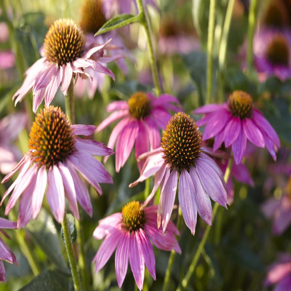 Sonnenhut (Echinacea purpurea 'Pow Wow Wild Berry')