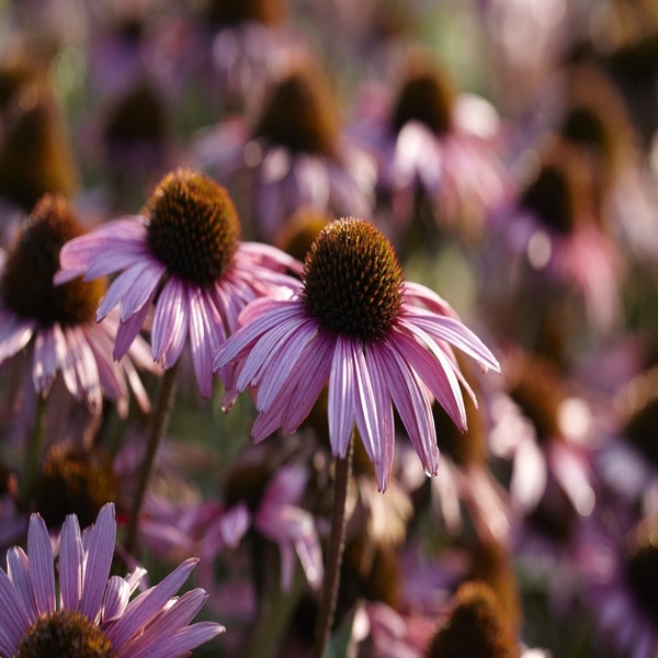 Sonnenhut (Echinacea purpurea 'Augustkönigin')