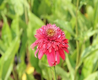 Sonnenhut (Echinacea purpurea 'Eccentric')