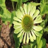 Sonnenhut (Echinacea purpurea 'Green Jewel')