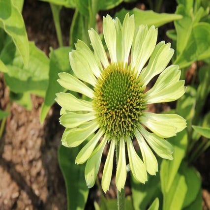 Echinacea 'Green Jewel' (Zonnehoed)