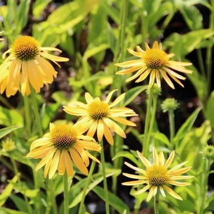 Echinacea 'Harvest Moon' (Zonnehoed)