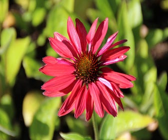 Sonnenhut (Echinacea purpurea 'Hot Summer')