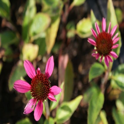 Echinacea purpurea 'Little Magnus' (Zonnehoed)