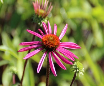 Sonnenhut (Echinacea purpurea 'Pica Bella')
