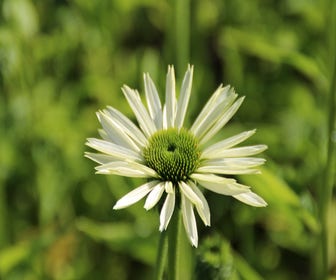 Sonnenhut (Echinacea purpurea 'Virgin')