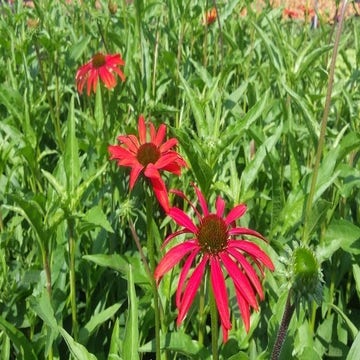 Echinacea p. 'Tomato Soup'