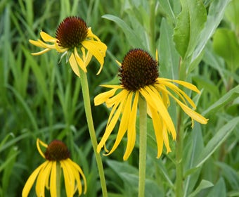 Sonnenhut (Echinacea paradoxa)