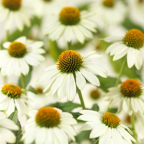 Sonnenhut (Echinacea purpurea 'Pow Wow White')