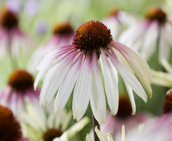 Sonnenhut (Echinacea purpurea 'Pretty Parasols')