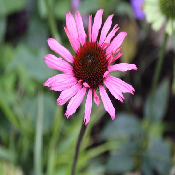 Echinacea 'Ruby Glow' (Zonnehoed)