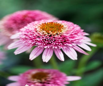 Sonnenhut (Echinacea purpurea 'Butterfly Kisses')