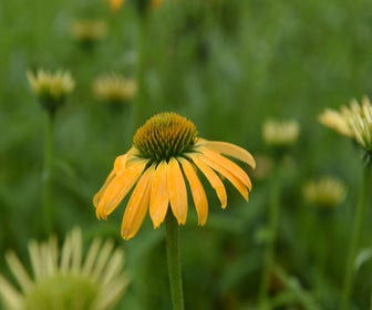 Sonnenhut (Echinacea purpurea 'Golden Skipper')