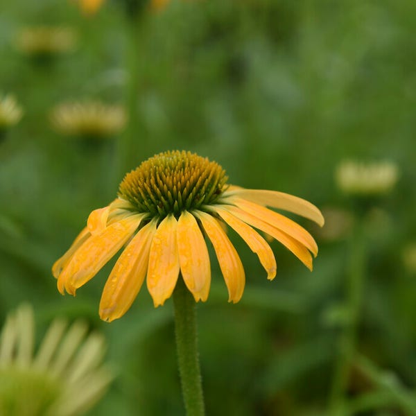 Sonnenhut (Echinacea purpurea 'Golden Skipper')