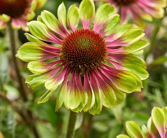 Sonnenhut (Echinacea purpurea 'Green Twister')
