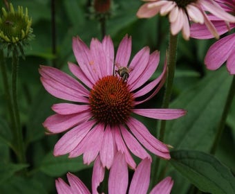 Sonnenhut (Echinacea purpurea 'Magnus')