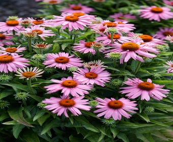 Sonnenhut (Echinacea purpurea 'Mistral')