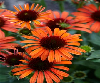 Sonnenhut (Echinacea purpurea 'Orange Skipper')