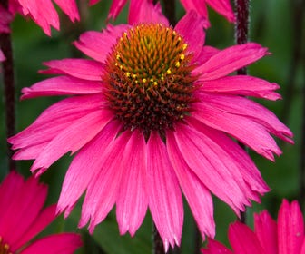 Sonnenhut (Echinacea purpurea 'Sensation Pink')