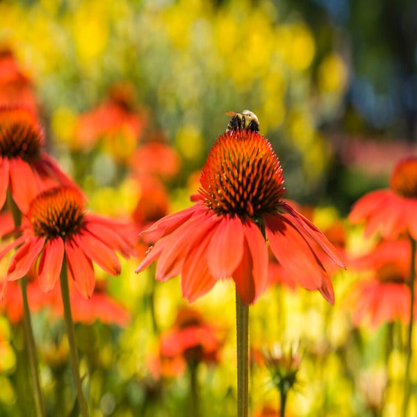 Sonnenhut (Echinacea purpurea 'Sombrero Adobe Orange')