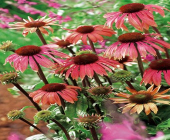 Sonnenhut (Echinacea 'Summer Sky')