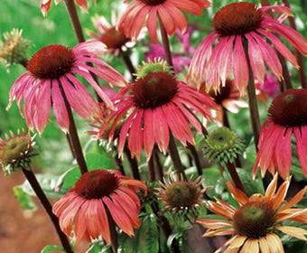 Sonnenhut (Echinacea 'Summer Sky')