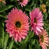 Sonnenhut (Echinacea purpurea 'SunSeekers Salmon')