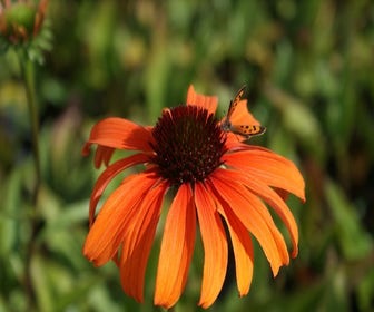 Sonnenhut (Echinacea purpurea 'Tangerine Dream')