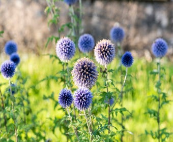 Kugeldistel (Echinops ritro)