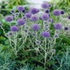 Kugeldistel (Echinops ritro 'Platinum Blue')