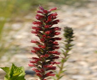 Schlangenkraut (Echium russicum)
