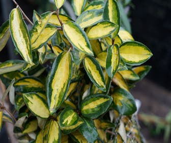Ölweide (Elaeagnus ebbingei 'Elaeador')