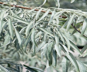 Schmalblättrige Ölweide als Strauch (Elaeagnus angustifolia)