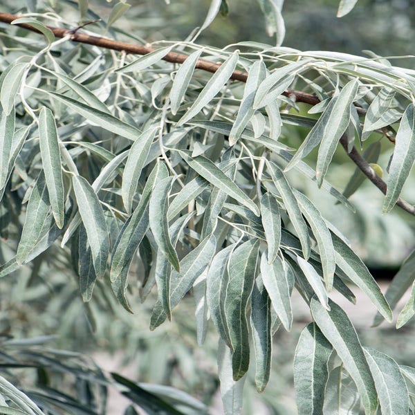 Schmalblättrige Ölweide als Strauch (Elaeagnus angustifolia)