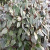 Ölweide (Elaeagnus ebbingei)