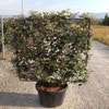 Oliven-Weide als Spalierform (Elaeagnus ebbingei)