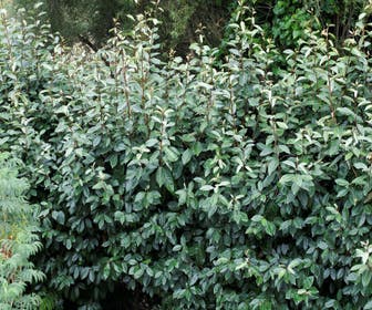 Ölweide (Elaeagnus ebbingei 'Compacta')