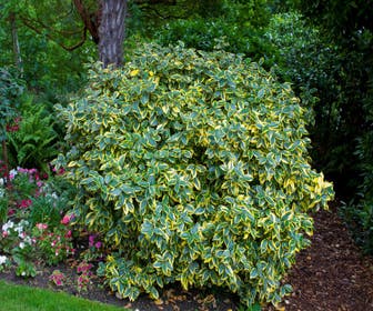 Ölweide (Elaeagnus ebbingei 'Viveleg')