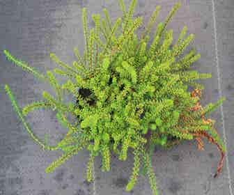 Krähheide (Empetrum nigrum)