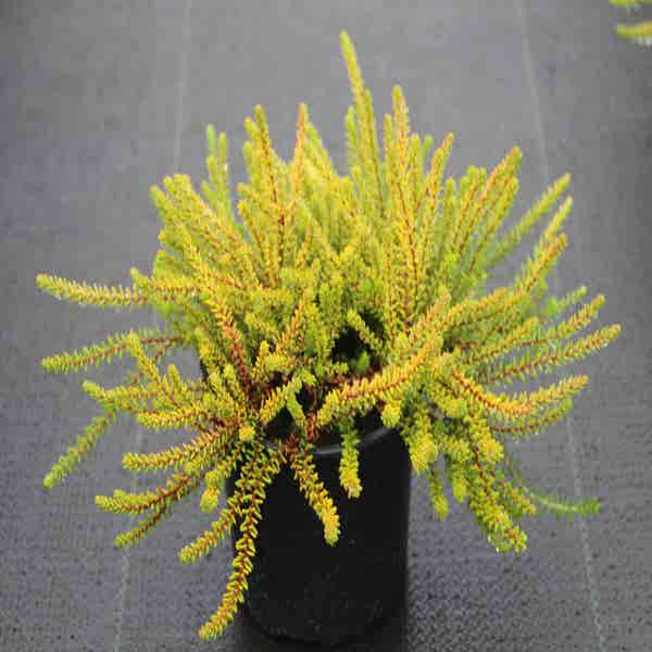 Krähenheide Gelb (Empetrum nigrum 'Bernstein')