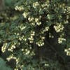 Glockenblume (Enkianthus campanulatus)