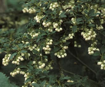 Glockenblume (Enkianthus campanulatus)