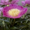 Pfingstrose (Paeonia lactiflora Fabulous Flowers® 'Enchanting Pink Elsa')