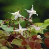 Elfenblume (Epimedium grandiflorum)