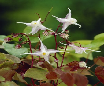 Elfenblume (Epimedium grandiflorum)