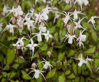 Elfenblume (Epimedium grandiflorum 'Bandit')